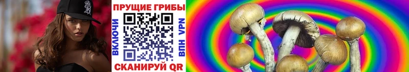 Галлюциногенные грибы Psilocybe  где можно купить наркотик  Магадан 